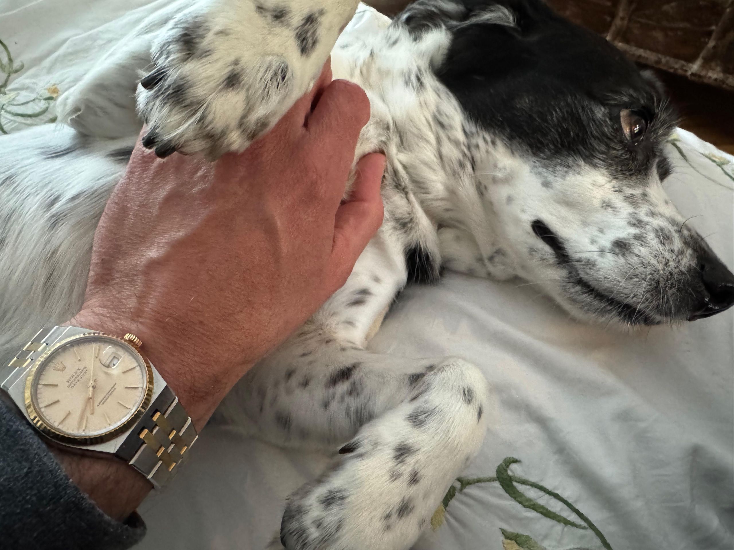 Do dogs prefer quartz? | WatchCrunch