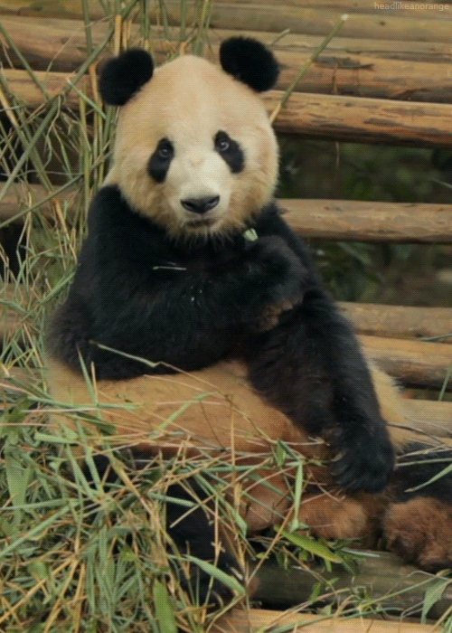 Panda or Reverse Panda and why? | WatchCrunch