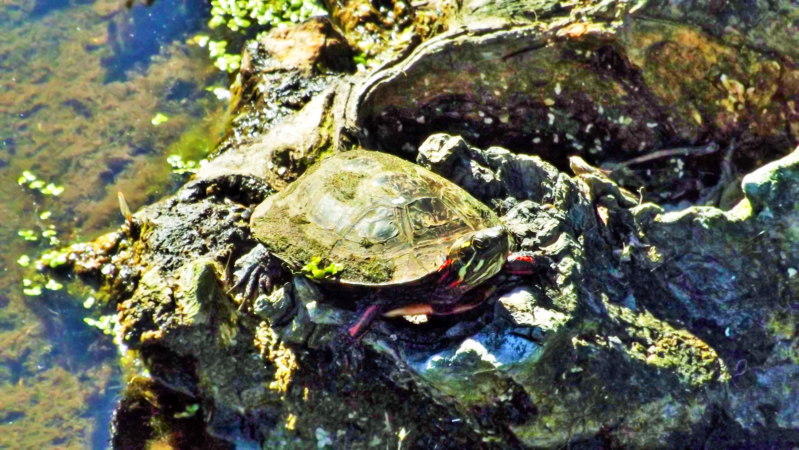 A Wild Turtle Had Been Spotted | WatchCrunch